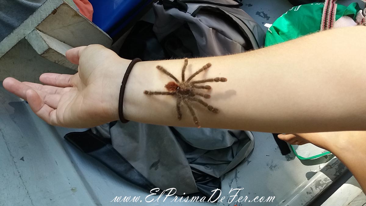 Una de tantas arañas que vimos