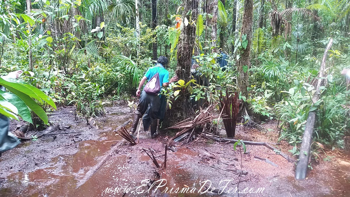 Trekking por la selva