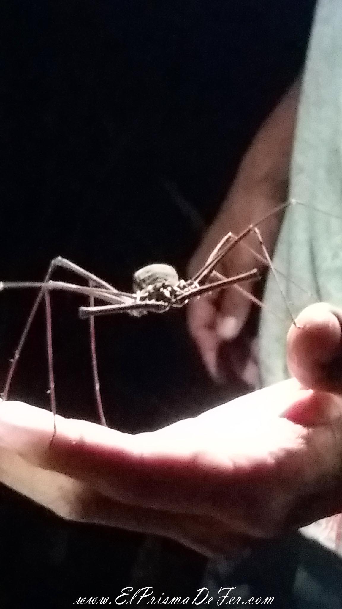 Insectos bastante grandes