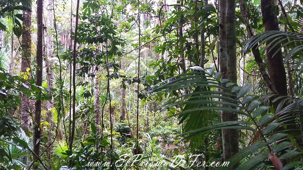La selva en su máxima expresión