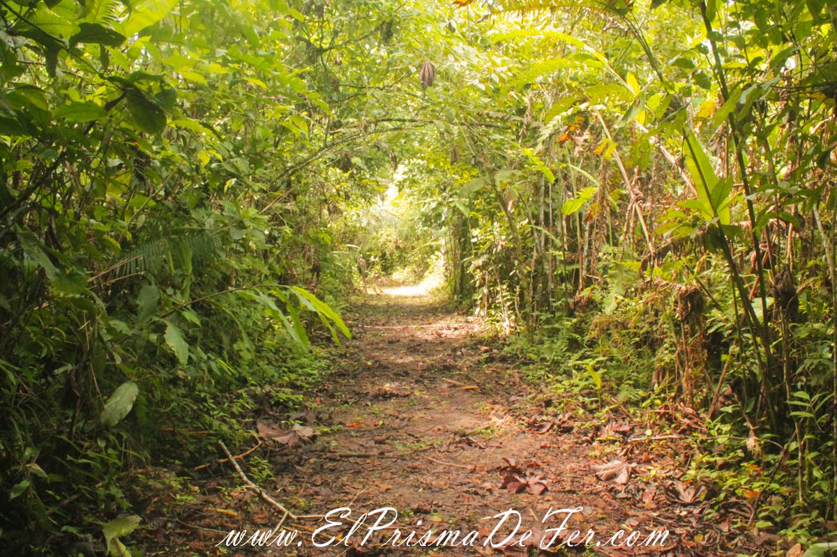 Camino a la comunidad Siona en la Reserva de Cuyabeno