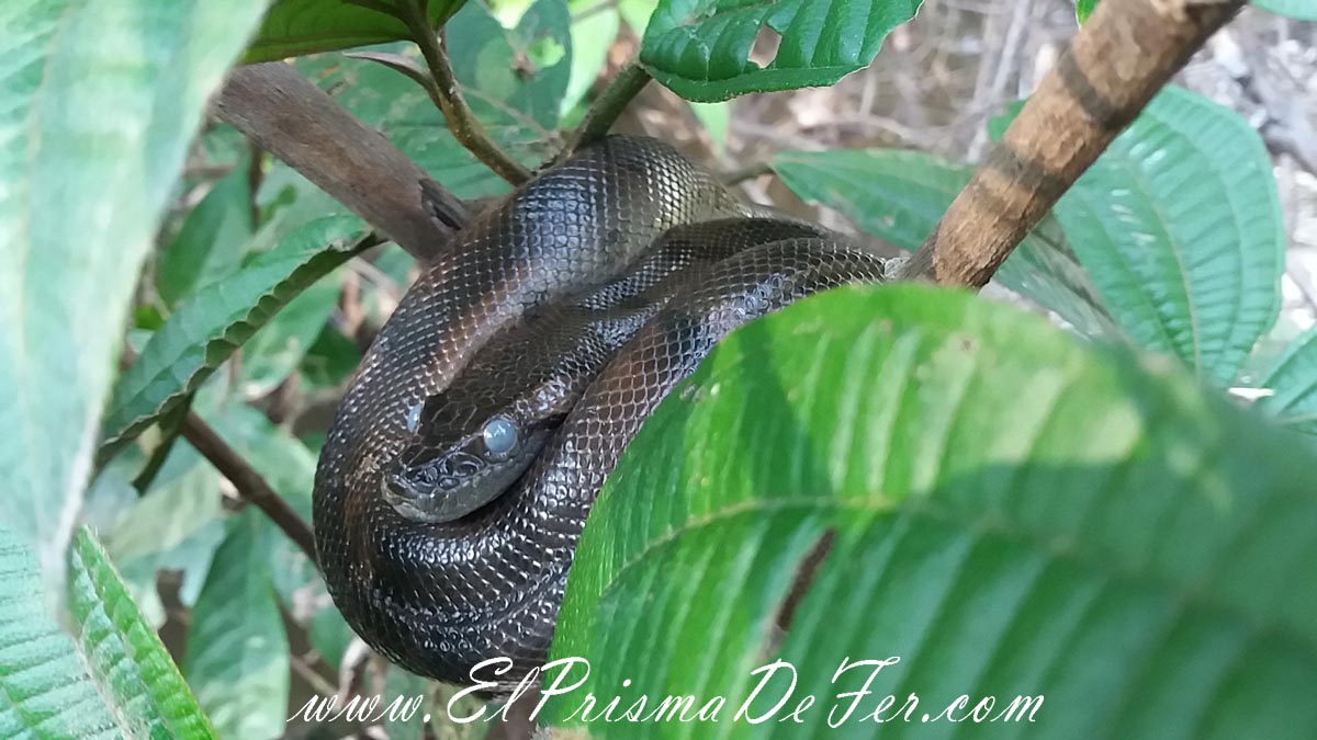 Bebe anaconda