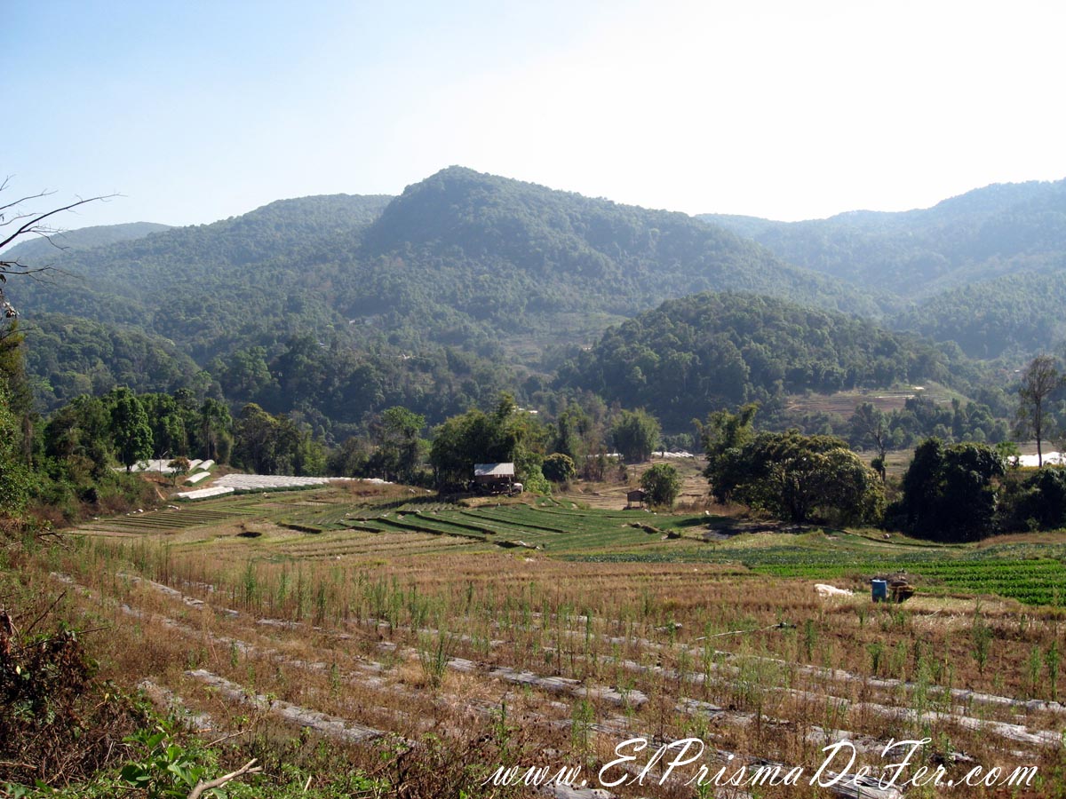 Campos en el Parque Doi Inthanon