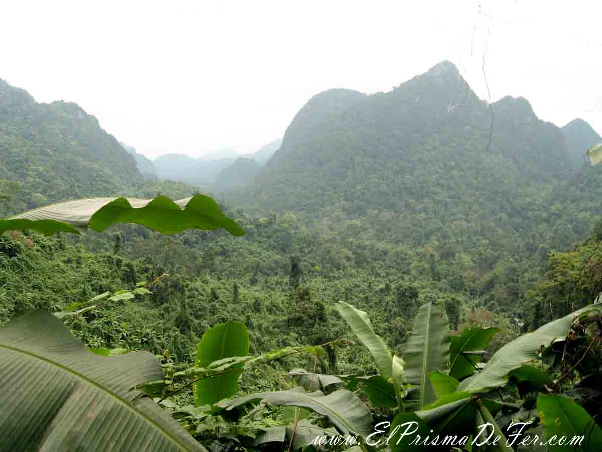 Selva del Parque Nacional Phong Nha-Ke Bang  