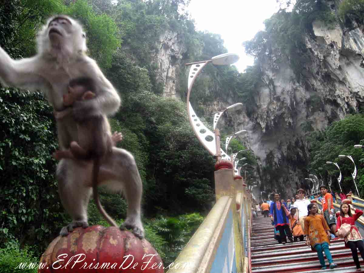 Monito infraganti saltando con su cria