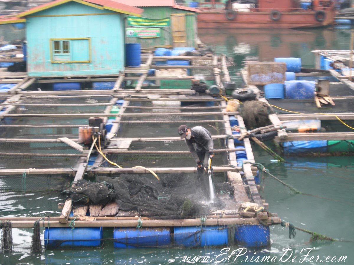 Una constante, ver a los pescadores trabajando