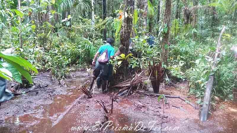 Trekking por la selva amazonica en Ecuador