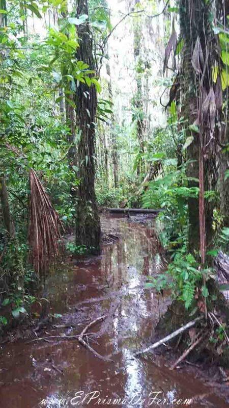 Terreno pantanoso