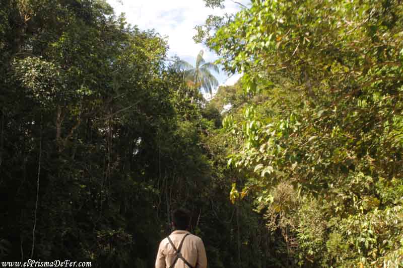 Guía buscando aves
