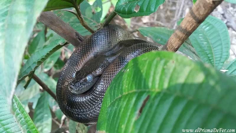 Bebe anaconda - Reserva de Cuyabeno en Ecuador