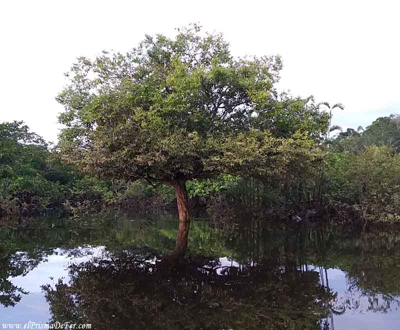 Bosque Inundado de Cuyabeno