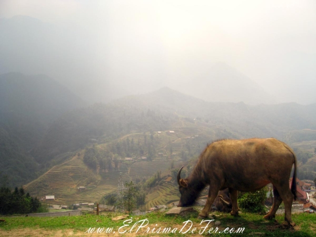 Sapa - Vietnam