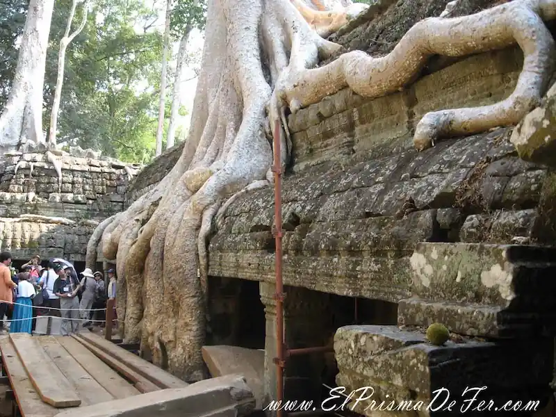 Las raíces marcando su territorio