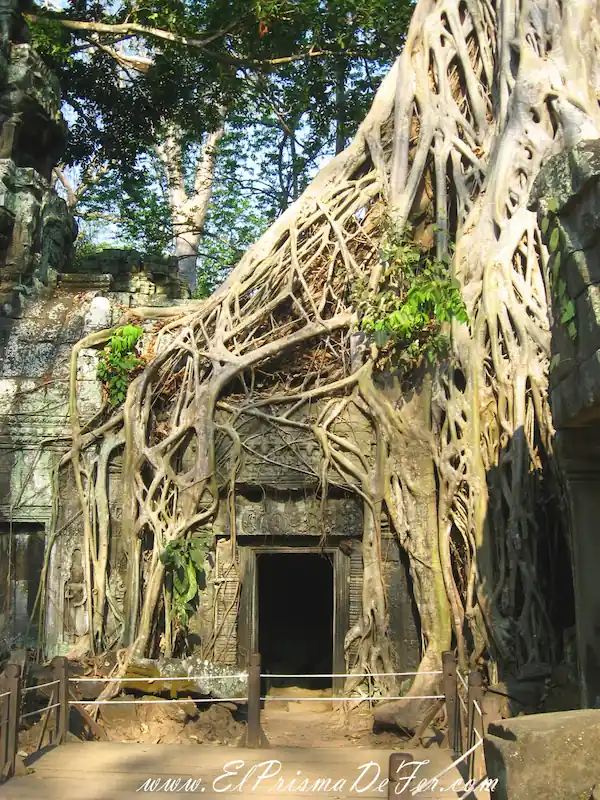 Ta Prohm o templo de Tomb Raider, uno de los mejores templos donde se ven las ruinas invadidas por la naturaleza