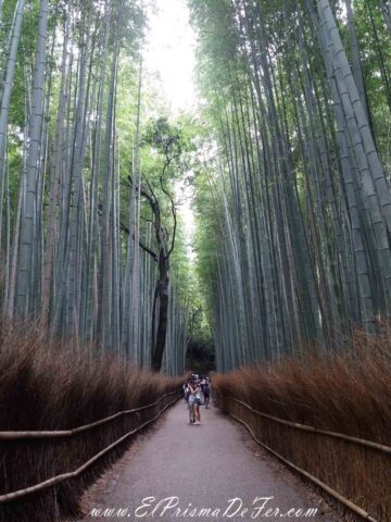 Bosque de Bambu en Arashiyama, Kyoto