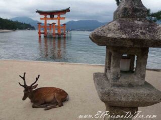 Torri de Miyajima