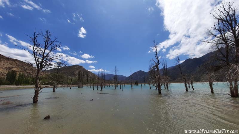 Bosque inundado en Potrerillos - Mendoza