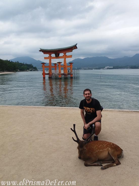 En la Isla Miyajima, con ciervos y el Torii flotante