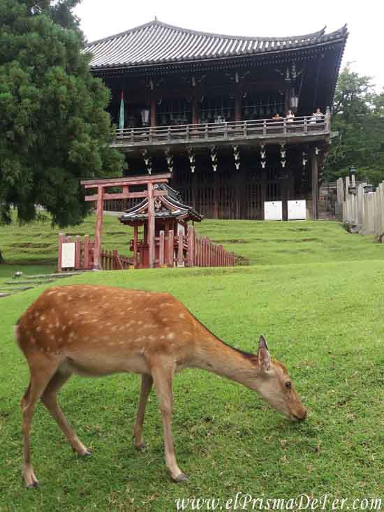 Parque de Nara, con ciervos