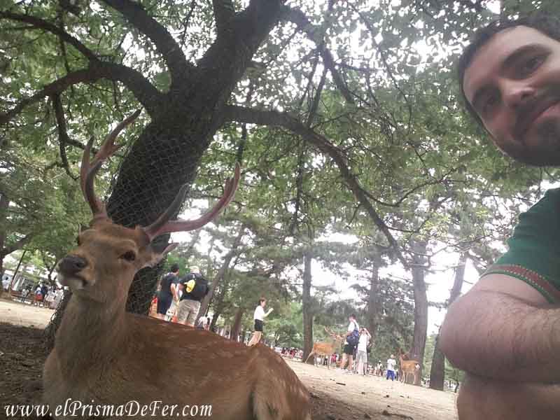 Selfie con el ciervo de Nara