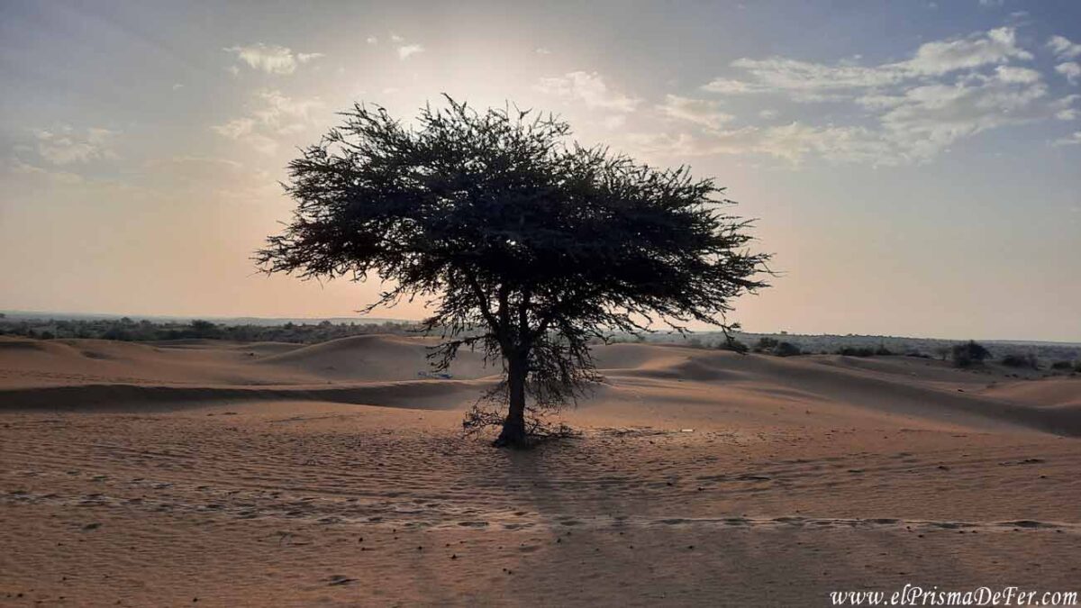 Desierto de Thar, en Jaisalmer, India