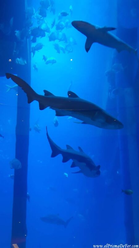 Acuario dentro del Dubai Mall