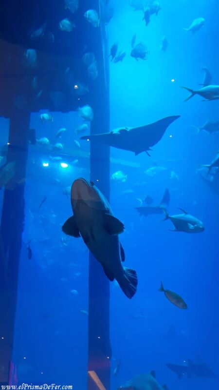 Parte del acuario que se pude ver gratis desde Dubai Mall