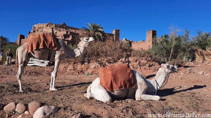 Camellos posando y de fondo el Ksar Ait Ben Haddou