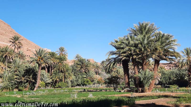 Caminando en el Oasis de Tinghir