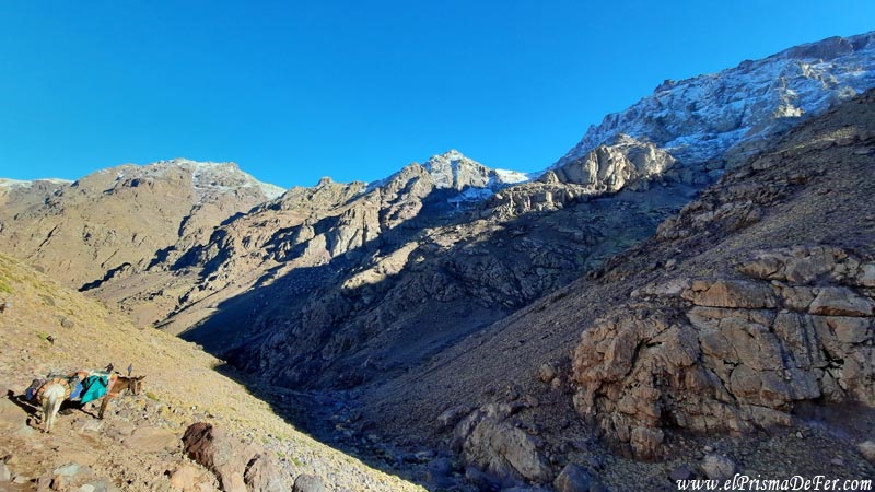 Mulas en el ascenso al Toubkal
