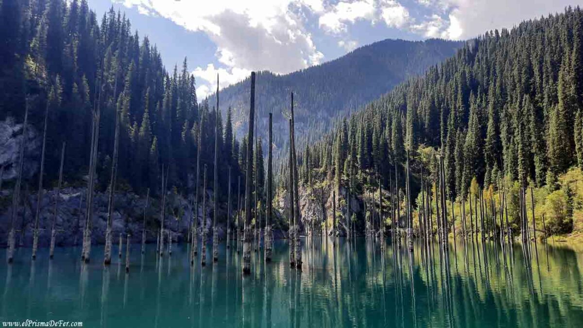Bosque sumergido en el Lago Kaindy