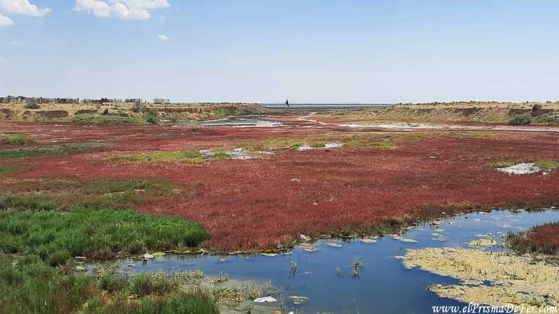 Flora en Aralsk