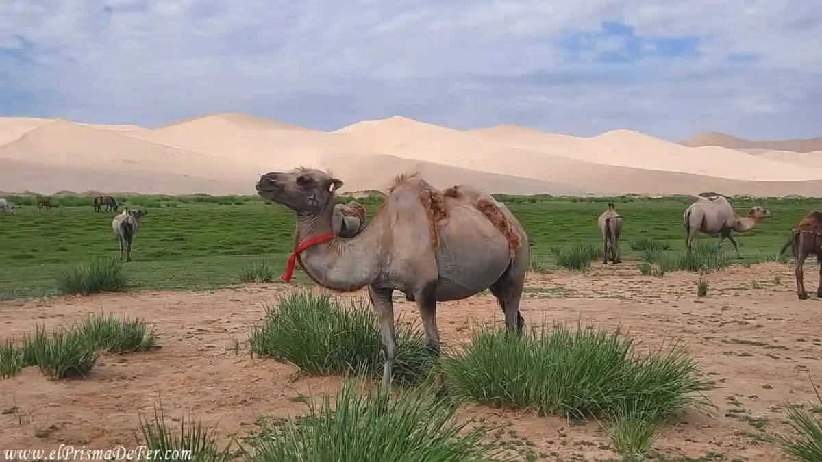 Oasis en el desierto de Gobi, Mongolia