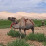 Oasis en el desierto de Gobi, Mongolia