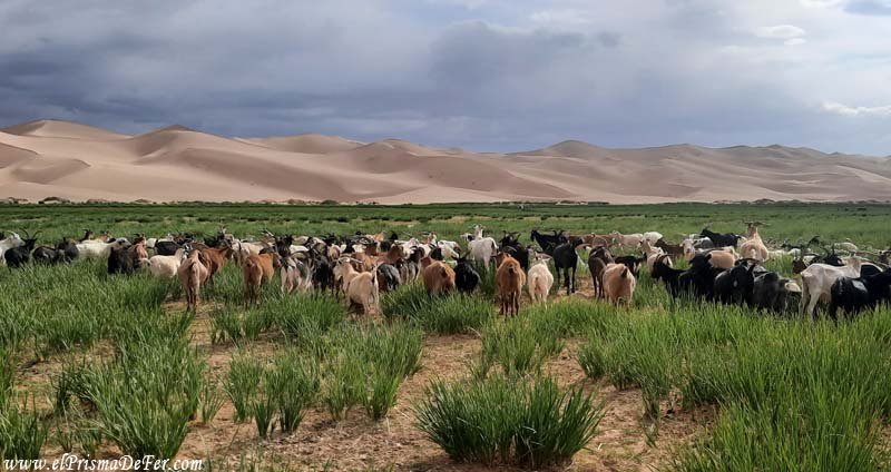 El oasis al pie de las dunas del desierto de Gobi