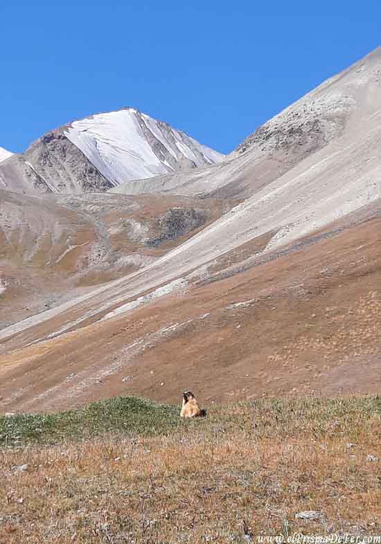 Marmotas camino al Lenin Peak