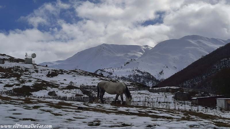 Un caballo comiendo el poco pasto que hay debajo de la nieve - Ushguli