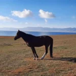 Un Caballo en el Lago Song-Kul