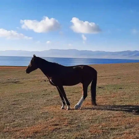 Trekking al lago Song Kul: guía completa desde Kochkor en 3 días