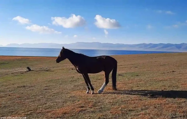 Un Caballo en el Lago Song-Kul