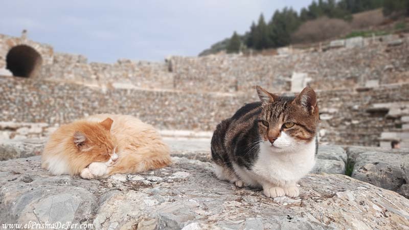 Turquía tiene muchos gatos sueltos, incluso en las ruinas romanas