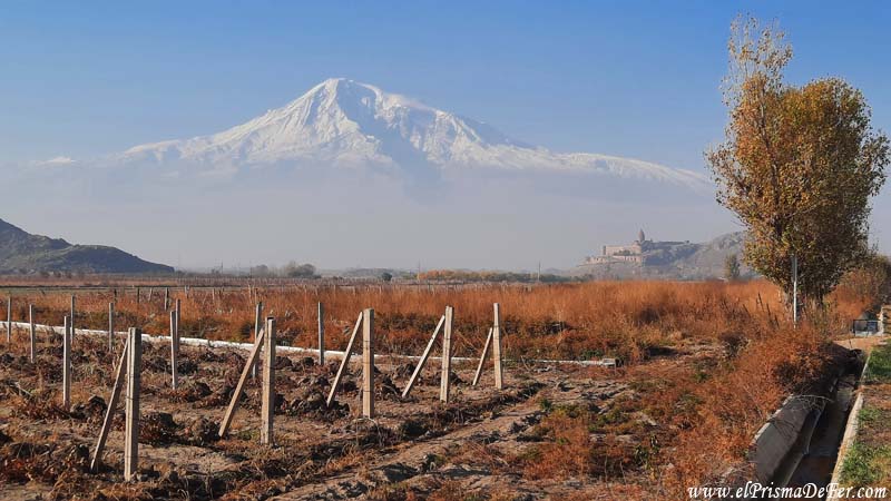 Viñedos en los alrededores de Khor Virap
