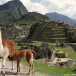 Llamas en Machu Picchu