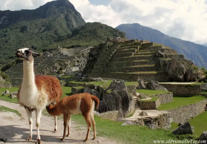 Llamas en Machu Picchu