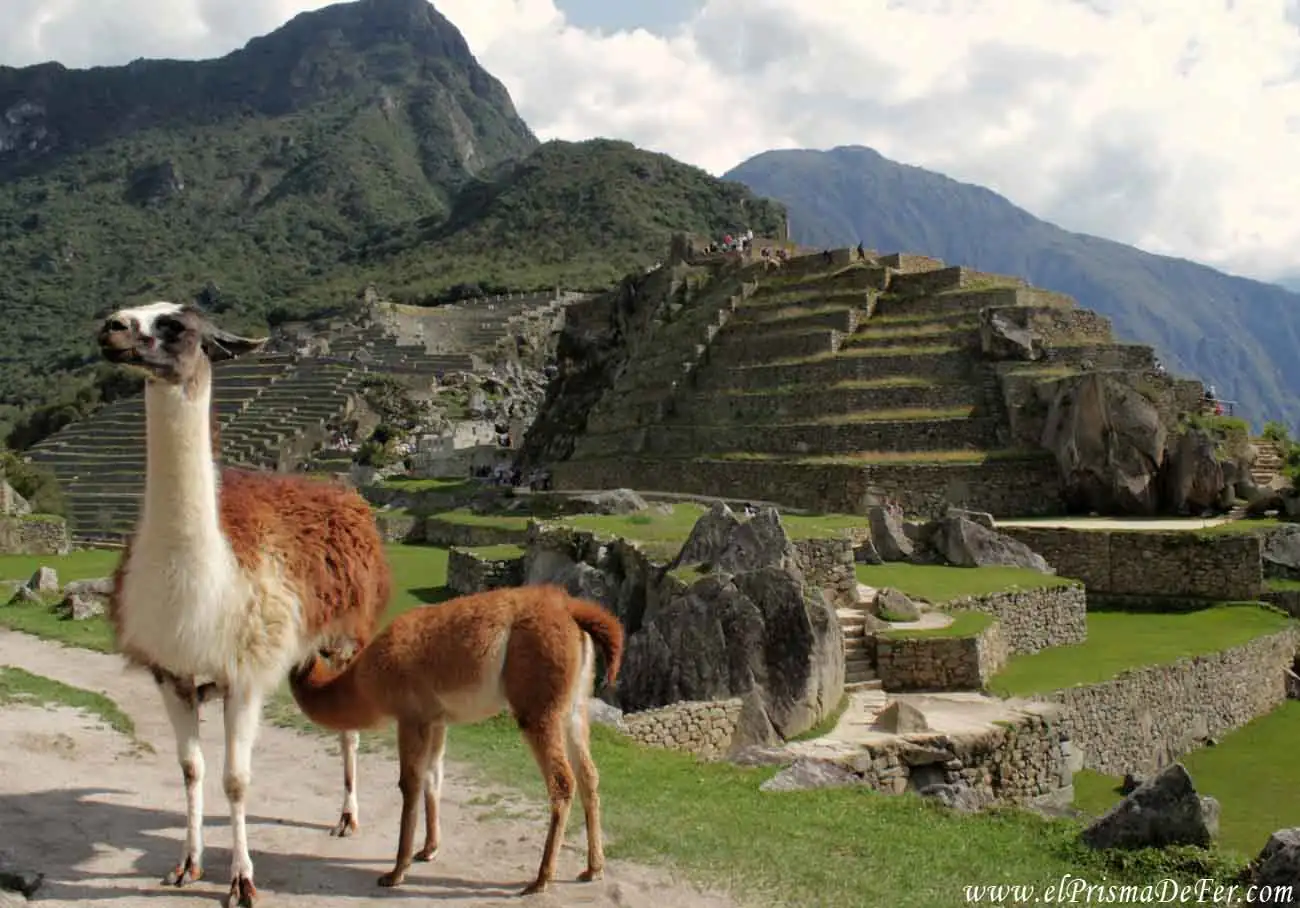 Llamas en Machu Picchu