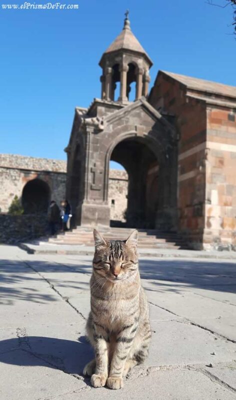 Un gato posando para la foto en Khor Virap
