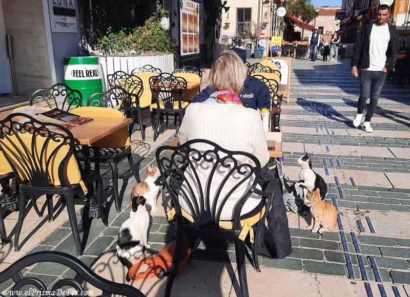 Un grupo de gatos rodeando a turistas
