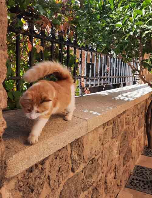 Gatos en Antalya
