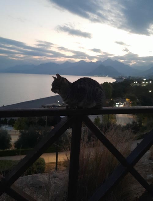 Un gato admirando el paisaje de Antalya