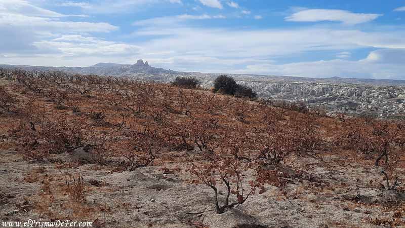 Viñedos en el Red Valley en Capadocia